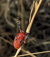Tetraopes femoratus