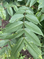 Daktulosphaira vitifoliae