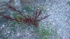 Rumex crispus littoreus