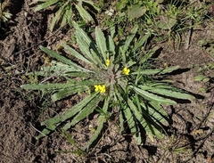 Camissoniopsis