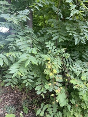 Daktulosphaira vitifoliae