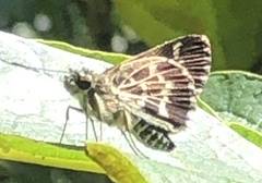 Amblyscirtes aesculapius