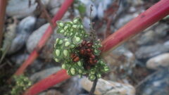 Rumex crispus littoreus