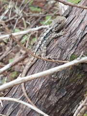 Sceloporus
