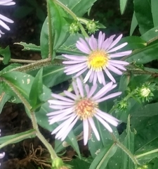 Symphyotrichum puniceum