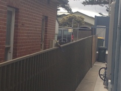 Platycercus elegans adelaidae