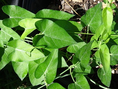 Funastrum cynanchoides