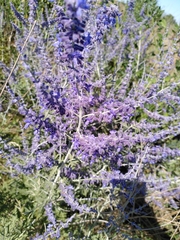 Salvia yangii