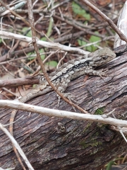 Sceloporus