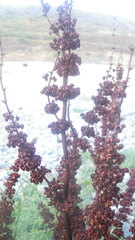 Rumex crispus littoreus