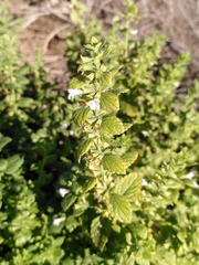 Melissa officinalis