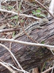 Sceloporus