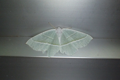 Campaea margaritaria