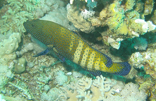 Peacock Grouper, Gordon Reef, Straits of Tiran, photo 9 of 10