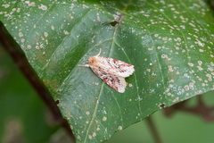 Spodoptera picta