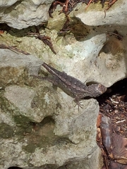 Sceloporus