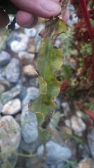 Rumex crispus littoreus