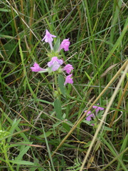 Galeopsis ladanum