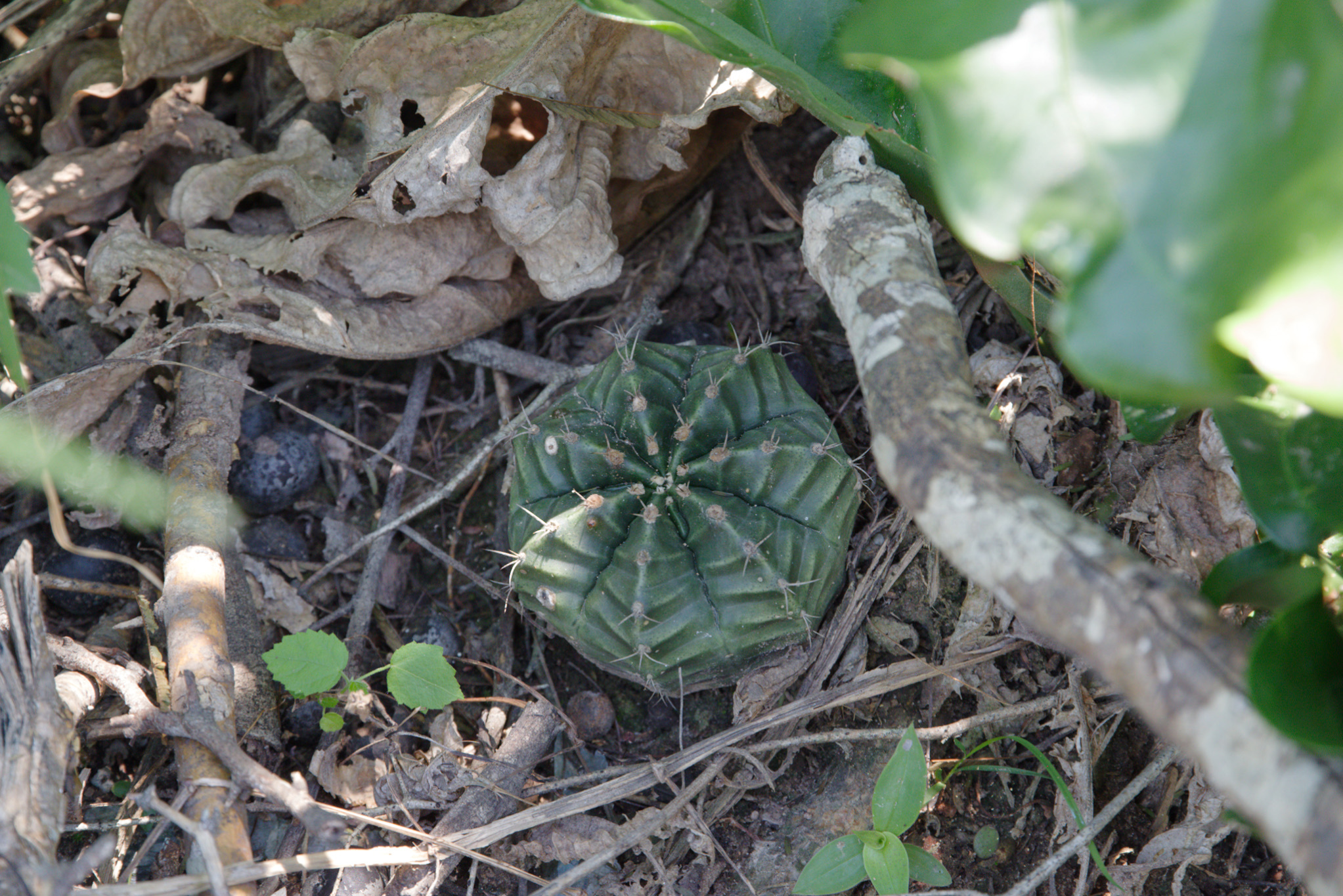Gymnocalycium marekiorum  iNaturalist