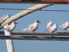 Ichthyaetus melanocephalus