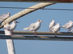 Ichthyaetus melanocephalus