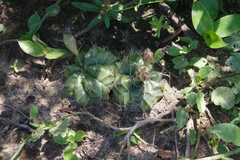 Gymnocalycium marekiorum  iNaturalist