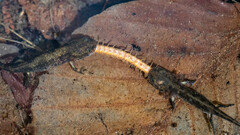 Salamandra salamandra