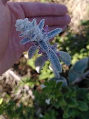 Stachys byzantina