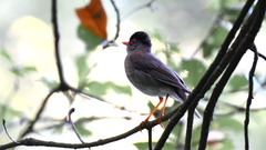 Catharus mexicanus