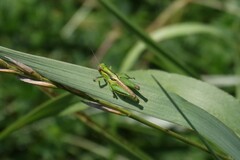 Melanoplini