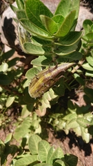 Gomphocarpus cancellatus