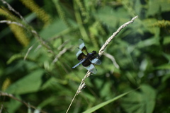 Libellula luctuosa