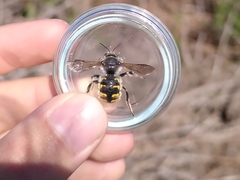 Anthidium manicatum
