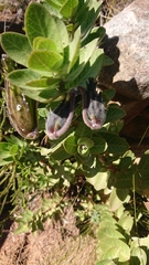 Gomphocarpus cancellatus