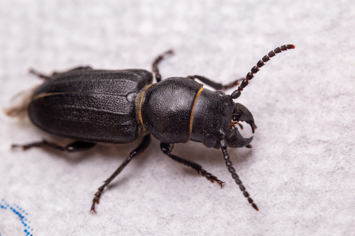 Black Longicorn Beetle photo 3