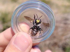 Anthidium manicatum