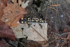 Salamandra salamandra