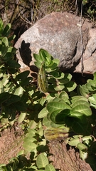 Gomphocarpus cancellatus