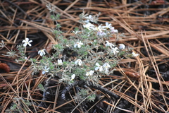 Leptosiphon melingii