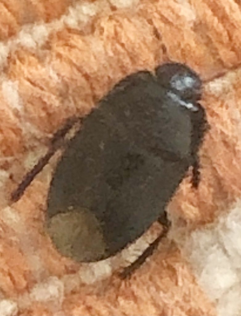 Melanaethus spinolae