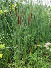 Typha angustifolia