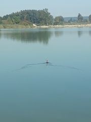 Podiceps cristatus