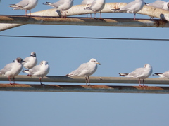 Ichthyaetus melanocephalus