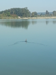 Podiceps cristatus