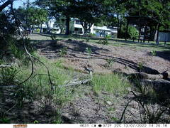 Tachyglossus aculeatus