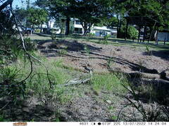 Tachyglossus aculeatus