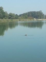 Podiceps cristatus