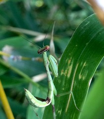 Stagmomantis limbata