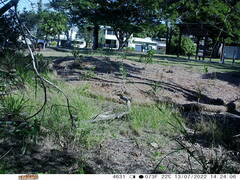 Tachyglossus aculeatus
