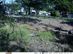 Tachyglossus aculeatus